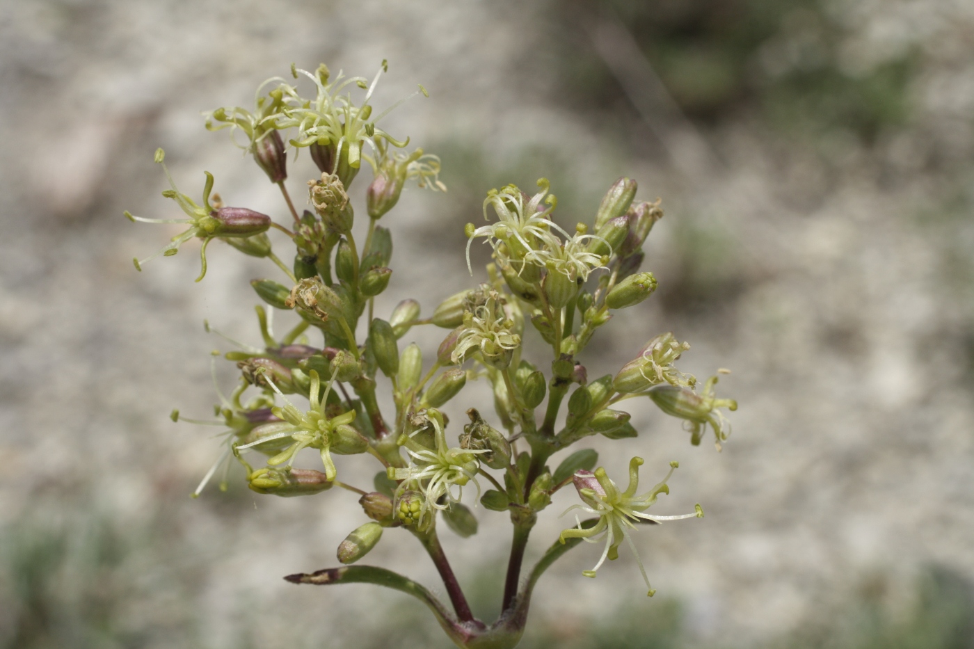 Image of Silene densiflora specimen.