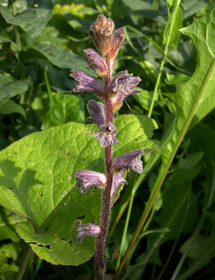 Image of Orobanche pubescens specimen.