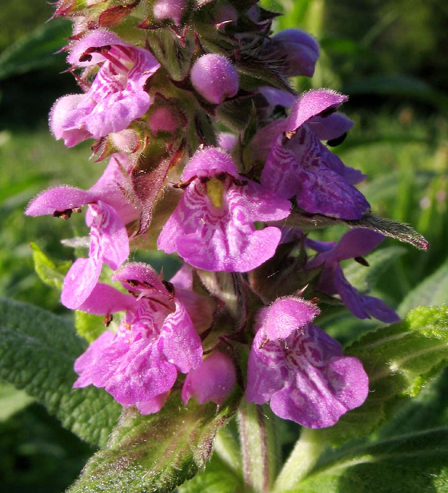 Изображение особи Stachys palustris.