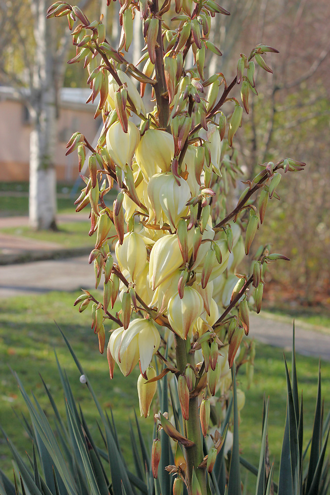 Изображение особи Yucca gloriosa.