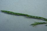 Glyceria notata