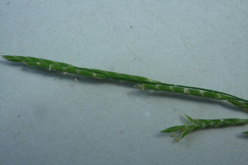 Image of Glyceria notata specimen.