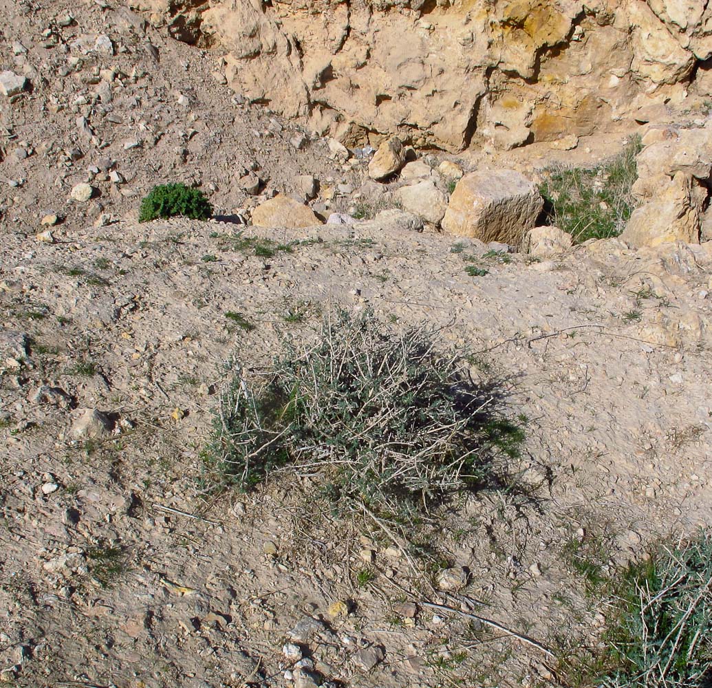 Изображение особи Salsola vermiculata.