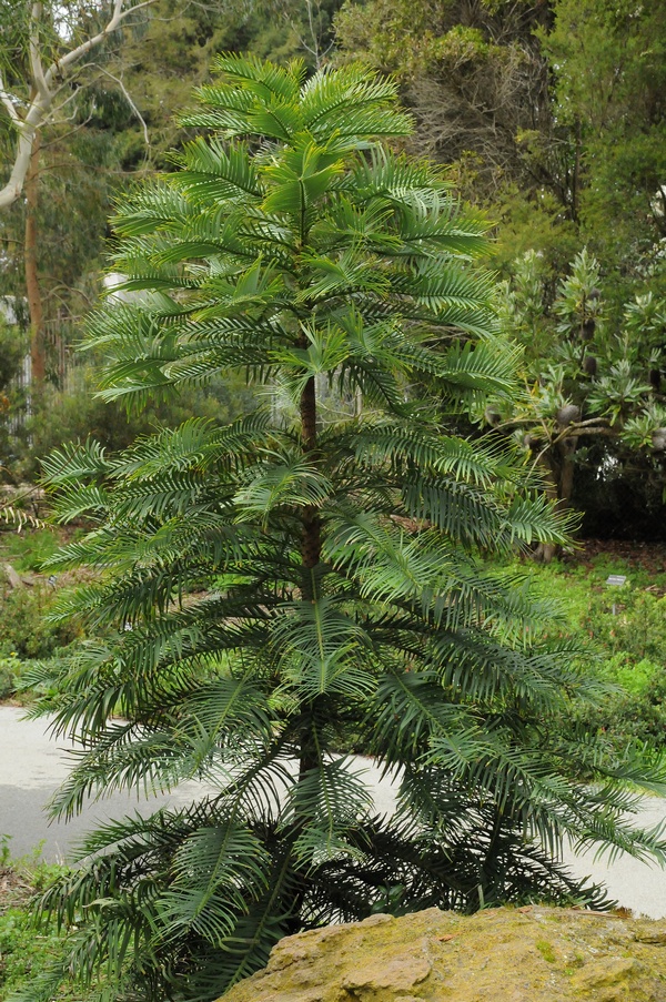 Image of Wollemia nobilis specimen.