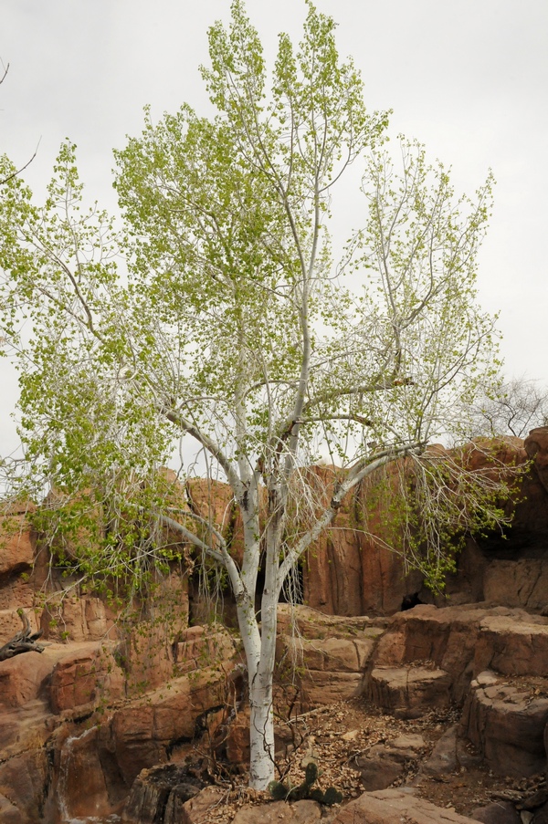 Изображение особи Populus monticola.