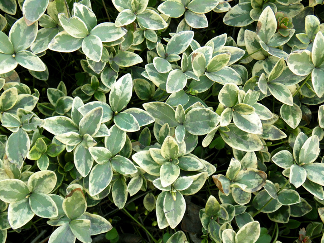 Image of Vinca minor f. argenteo-variegata specimen.