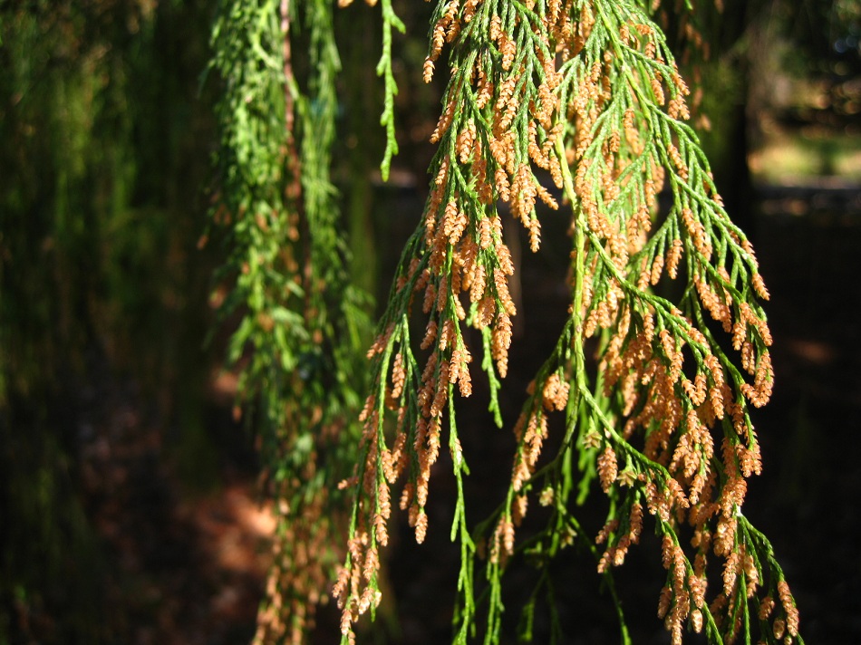 Image of Cupressus funebris specimen.
