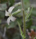 Hesperis laciniata