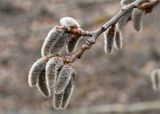 Populus tremula. Верхушка ветви с мужскими соцветиями. Санкт-Петербург, Петергоф, парк \"Александрия\", берег Финского залива. 13.04.2014.