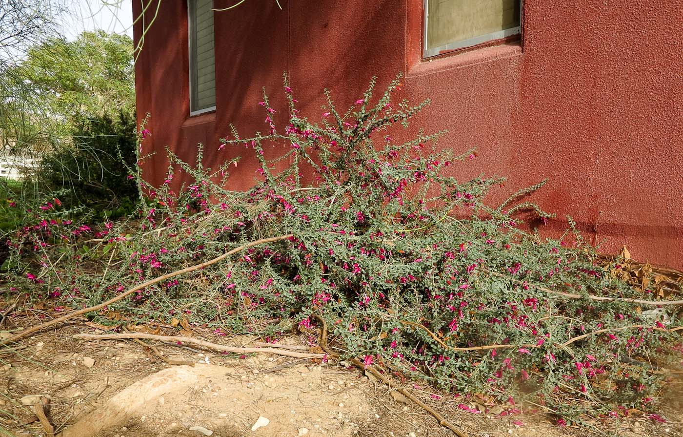 Изображение особи Eremophila laanii.