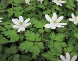 Anemone amurensis