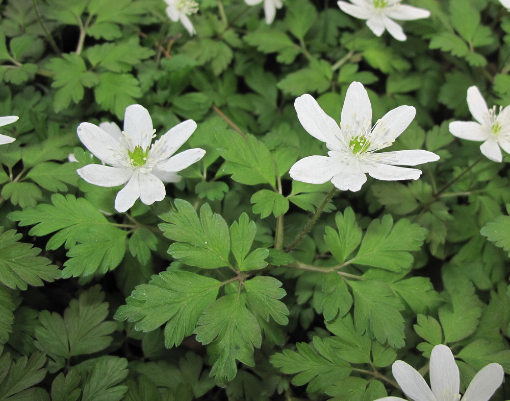 Image of Anemone amurensis specimen.