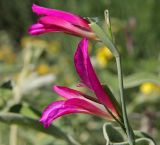 Gladiolus italicus. Верхушка соцветия. Греция, п-ов Пелопоннес, окр. г. Катаколо. 11.04.2014.