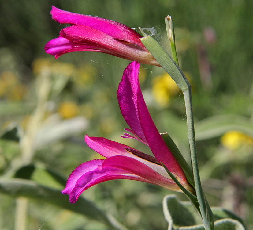 Image of Gladiolus italicus specimen.