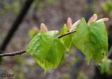 Tilia mandshurica