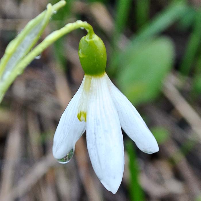Изображение особи Galanthus platyphyllus.