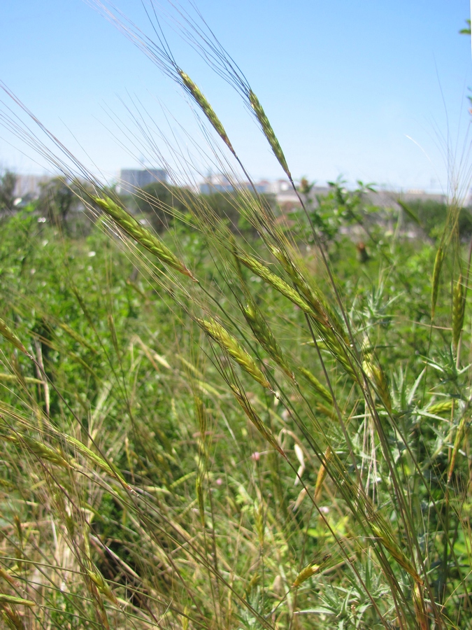 Image of Triticum boeoticum specimen.