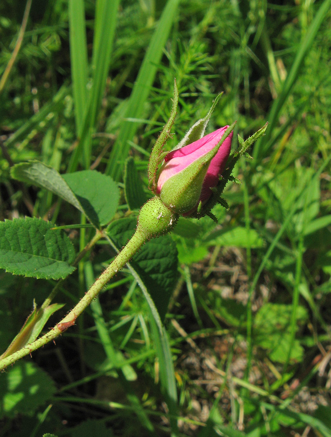 Изображение особи Rosa gallica.