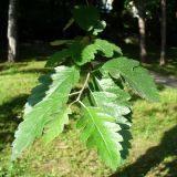 Sorbus intermedia