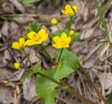 Caltha palustris