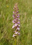 Gymnadenia conopsea. Распускающееся соцветие. Украина, Львовская обл., Бориславский горсовет, пгт Сходница, луг на склоне. 09.06.2014.