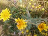 Crepis rhoeadifolia. Соцветия. Крым, Симферопольский р-н, пос. Белое (дачные участки). 24.06.2014.