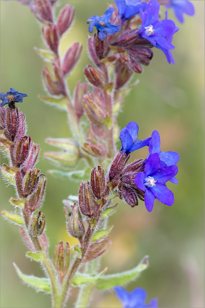 Изображение особи Anchusa officinalis.