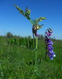 Vicia villosa