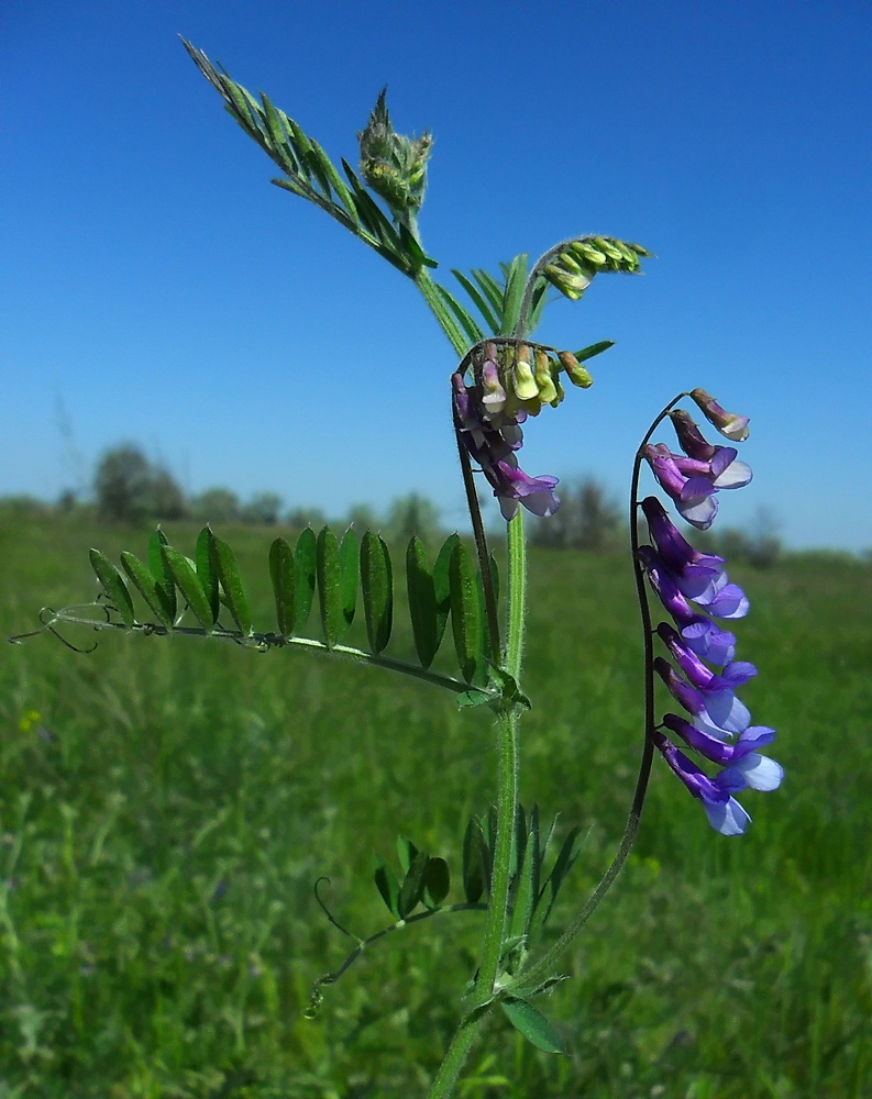 Image of Vicia villosa specimen.