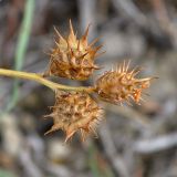 Onobrychis caput-galli