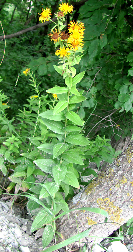 Изображение особи Inula aspera.