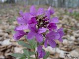 Cardamine quinquefolia