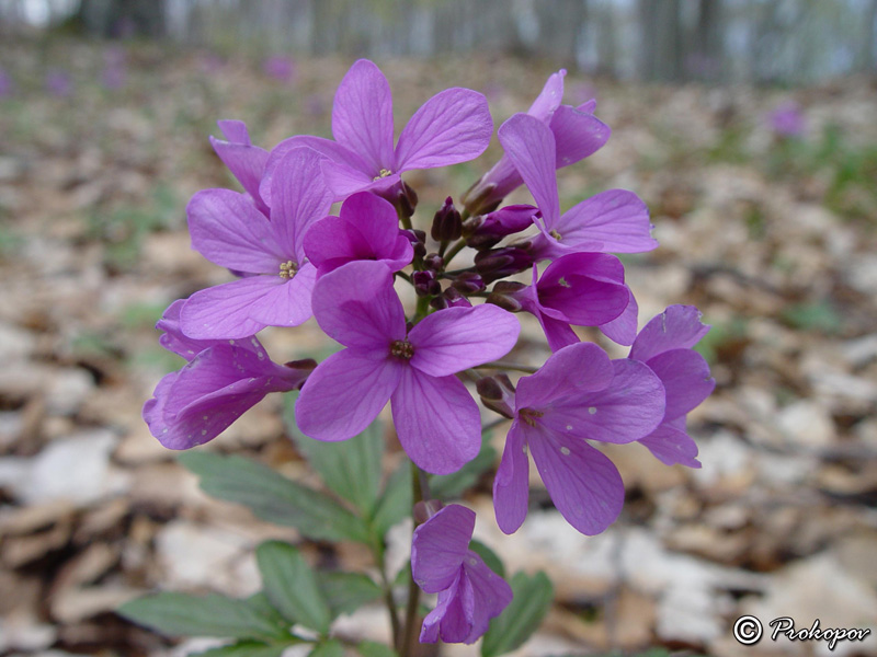 Image of Cardamine quinquefolia specimen.