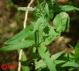 Veronica longifolia