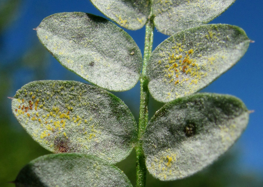 Image of Vicia sylvatica specimen.