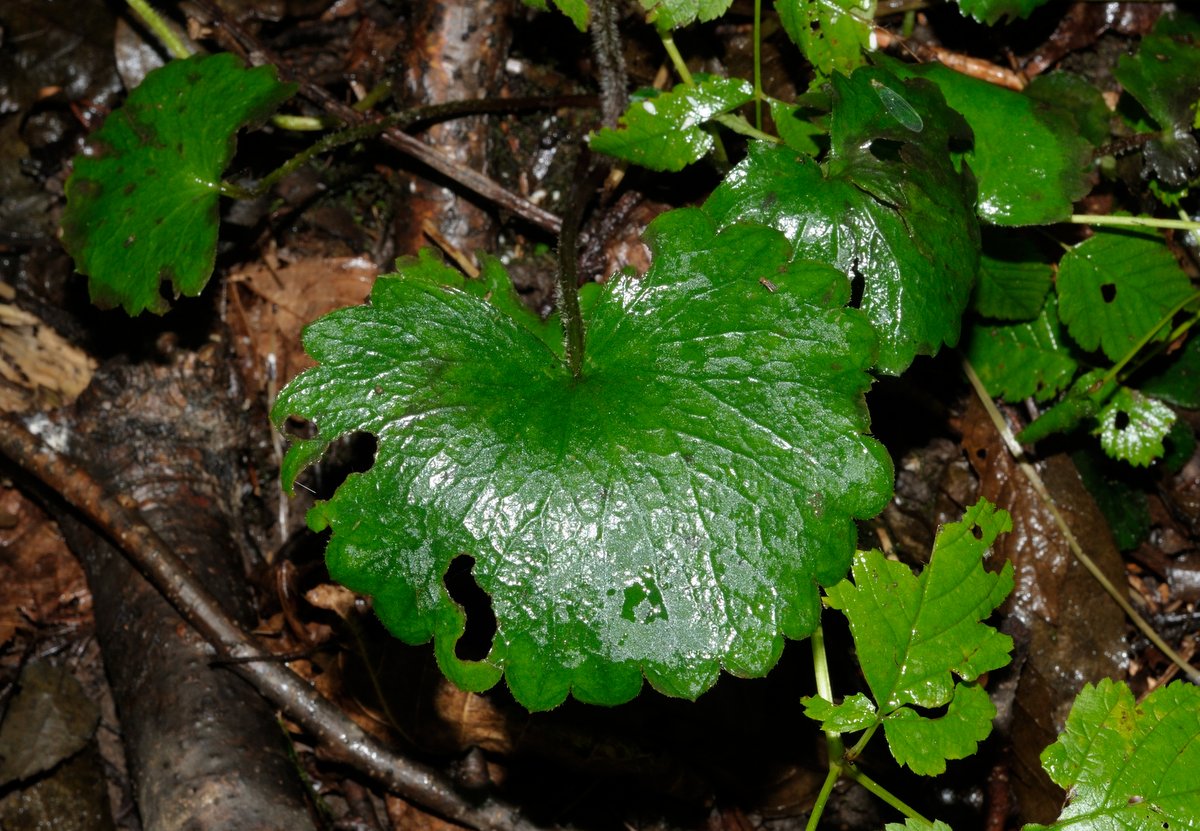 Image of Micranthes manchuriensis specimen.