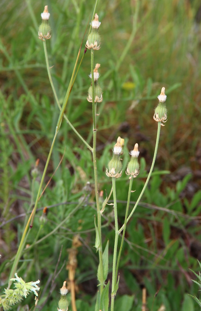 Изображение особи Crepis alpina.