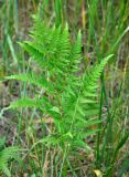 Pteridium pinetorum. Вайя. Московская обл., Шатурский р-н, окр. пос. Туголесский Бор. 10.07.2012.