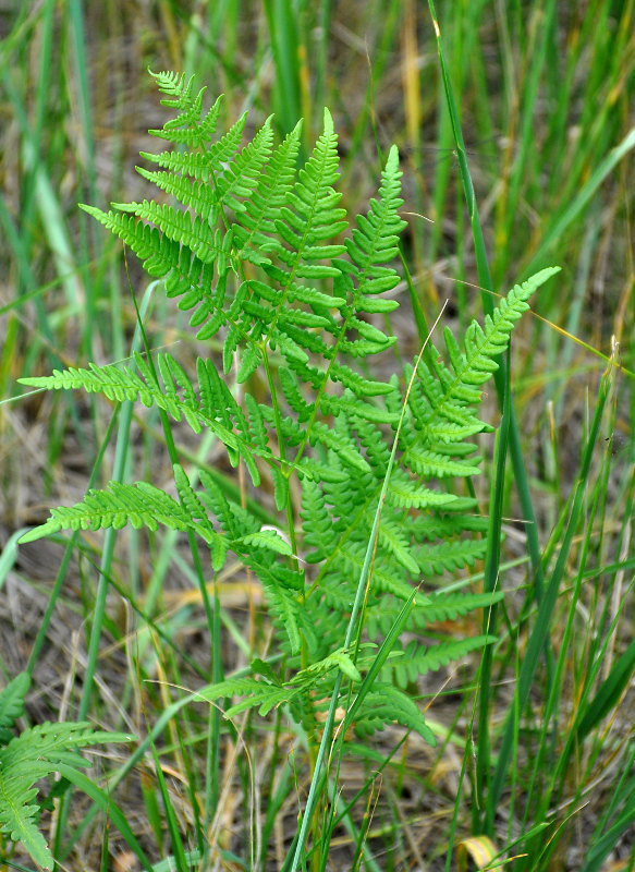 Изображение особи Pteridium pinetorum.