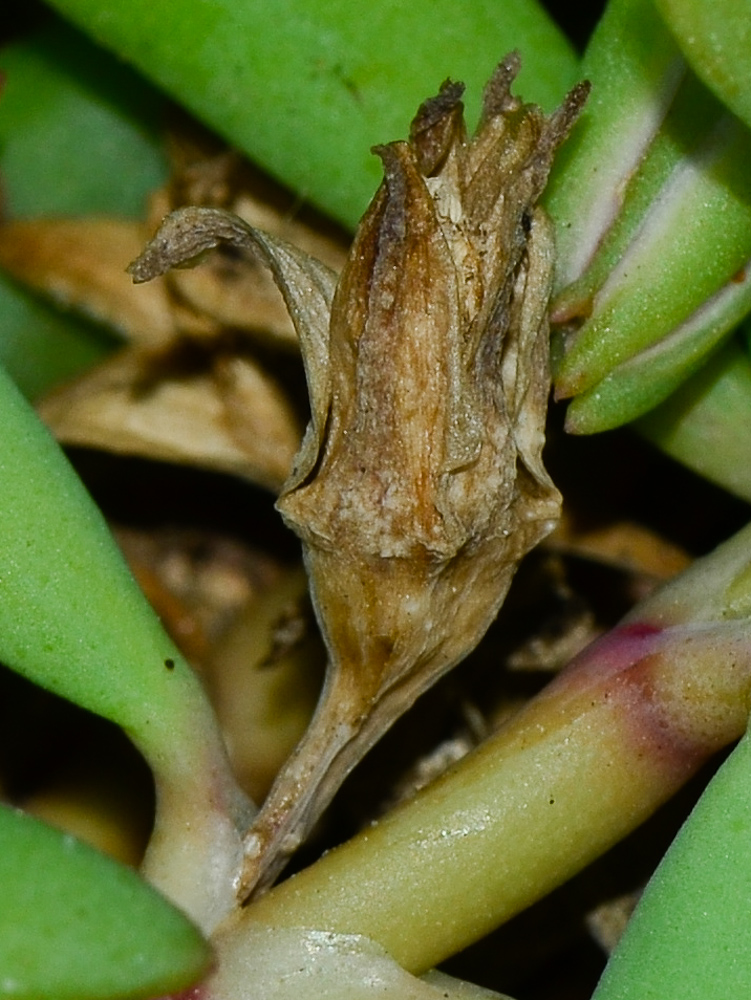 Image of Sesuvium portulacastrum specimen.