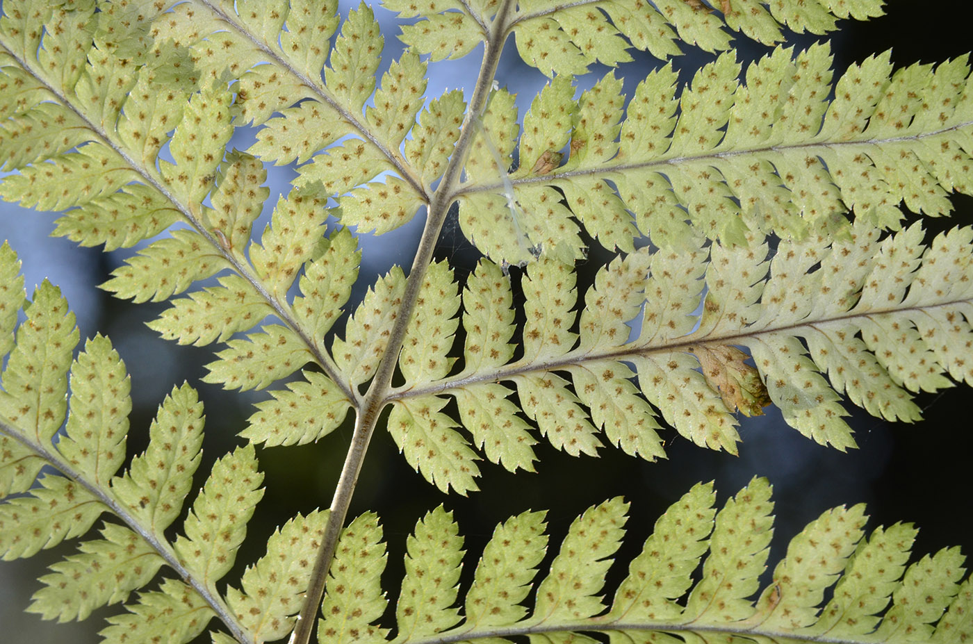 Image of Dryopteris carthusiana specimen.