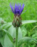 Centaurea montana