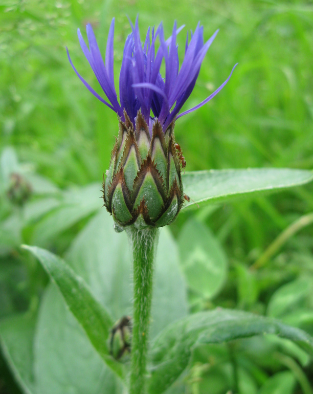 Image of Centaurea montana specimen.