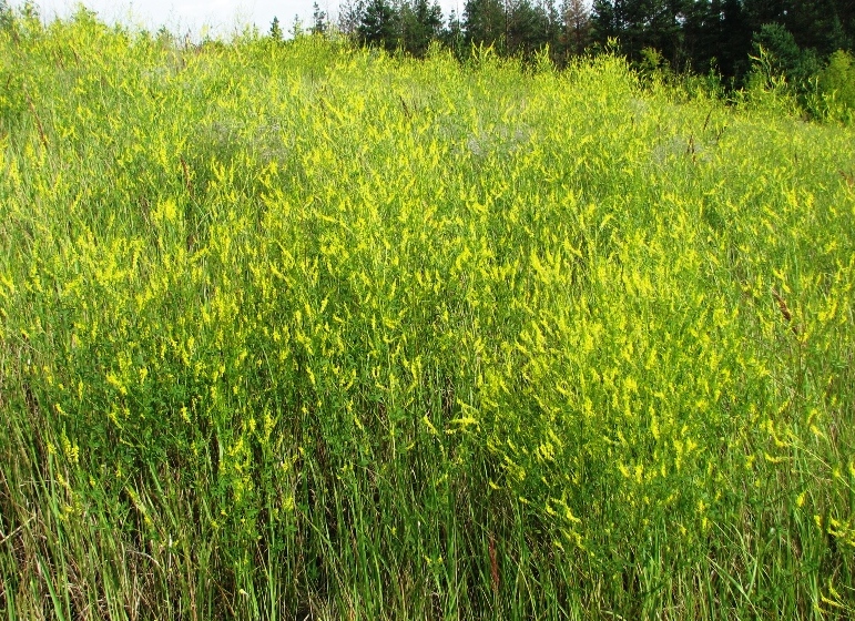 Изображение особи Melilotus officinalis.