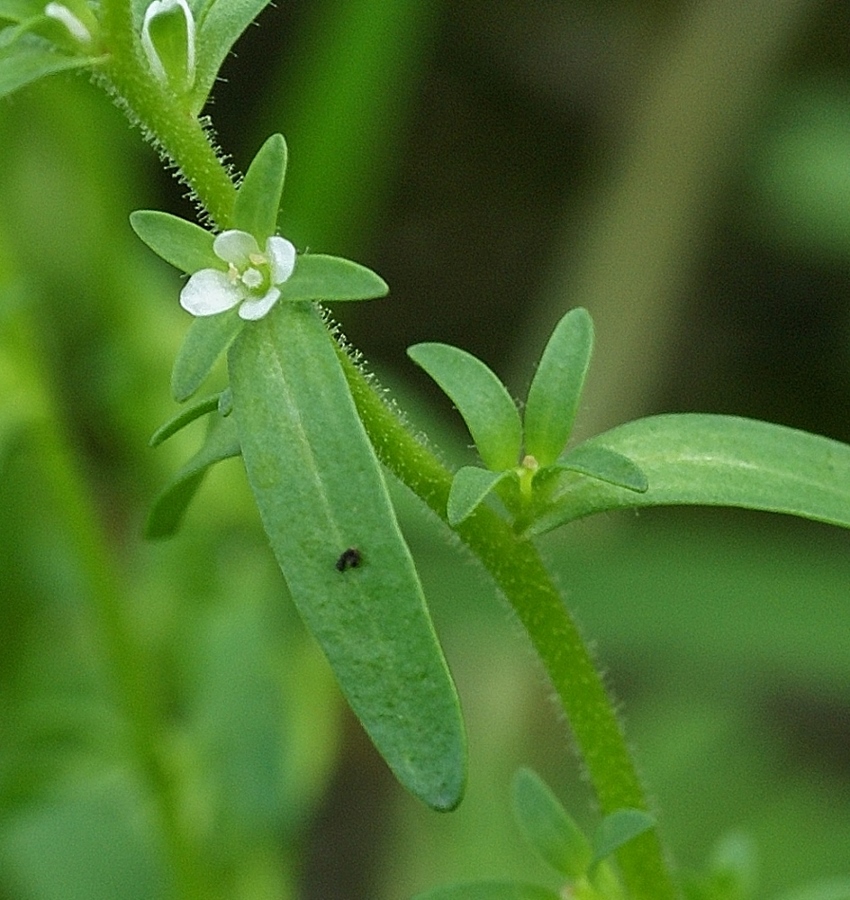 Image of Veronica peregrina specimen.