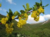 Berberis integerrima