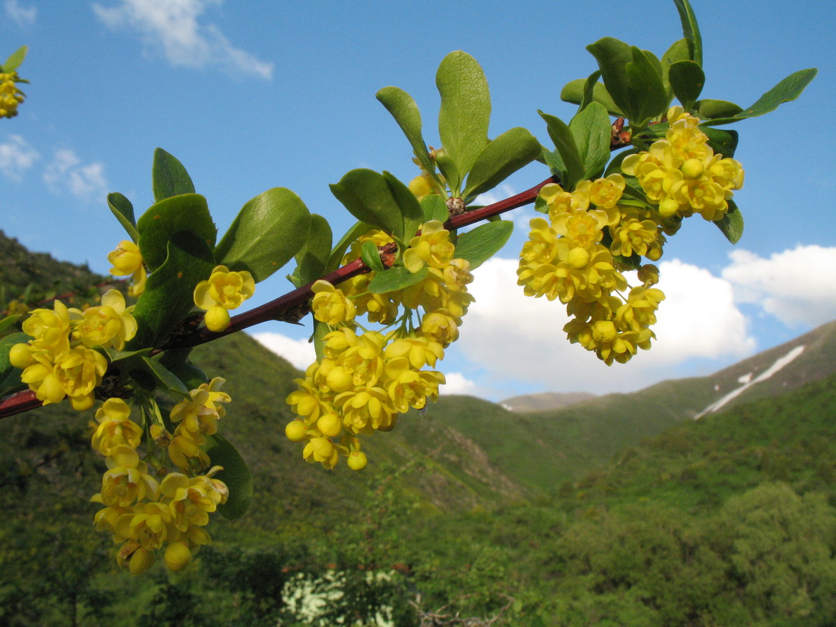 Изображение особи Berberis integerrima.