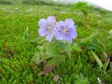 Geranium erianthum