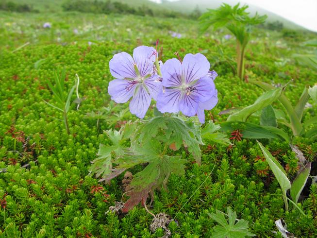 Изображение особи Geranium erianthum.