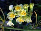 Delphinium biternatum